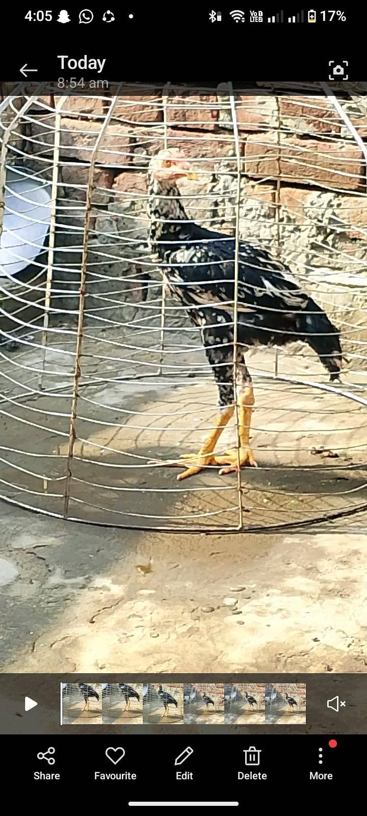 asal murga 1