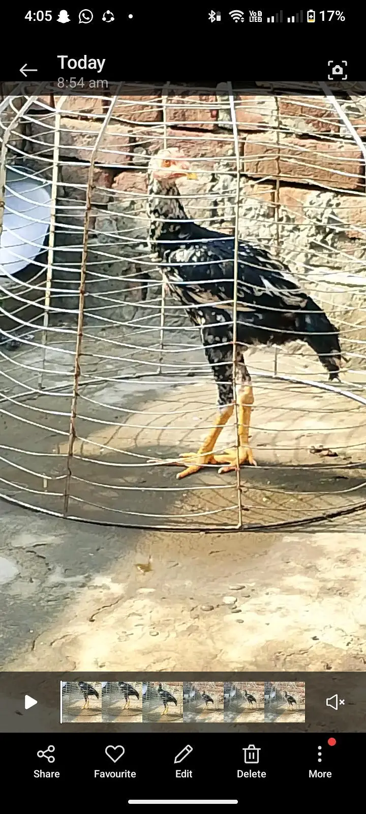 asal murga — photo 2