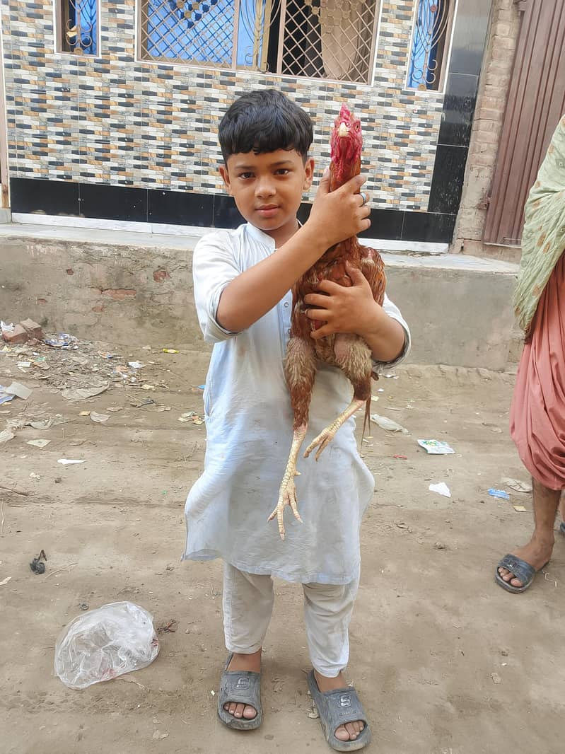asal murga 3