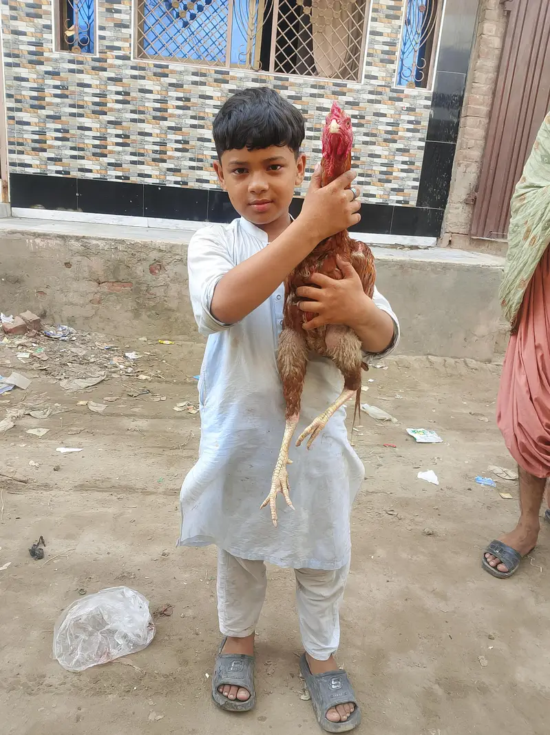 asal murga — photo 4