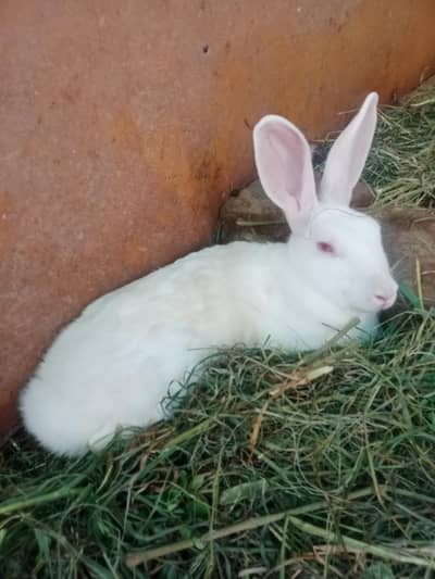 Rabbit red eyes/Black eyes rabbit/خرگوش