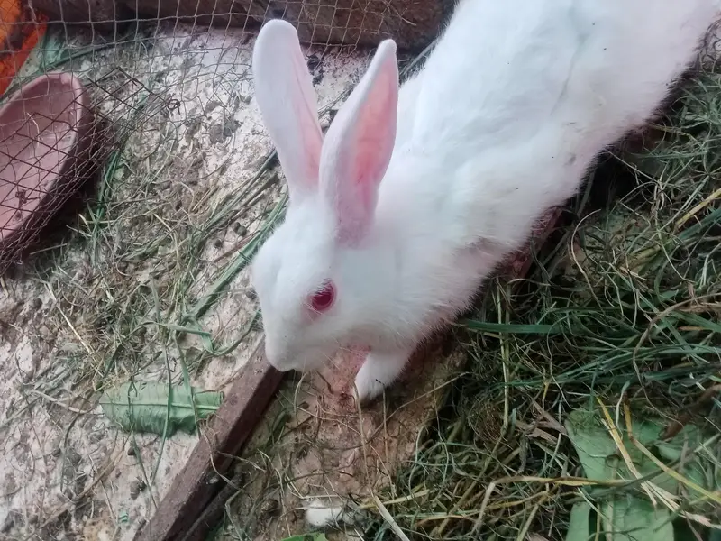 Rabbit red eyes/Black eyes rabbit/خرگوش — photo 2