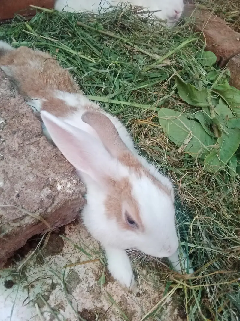 Rabbit red eyes/Black eyes rabbit/خرگوش — photo 3
