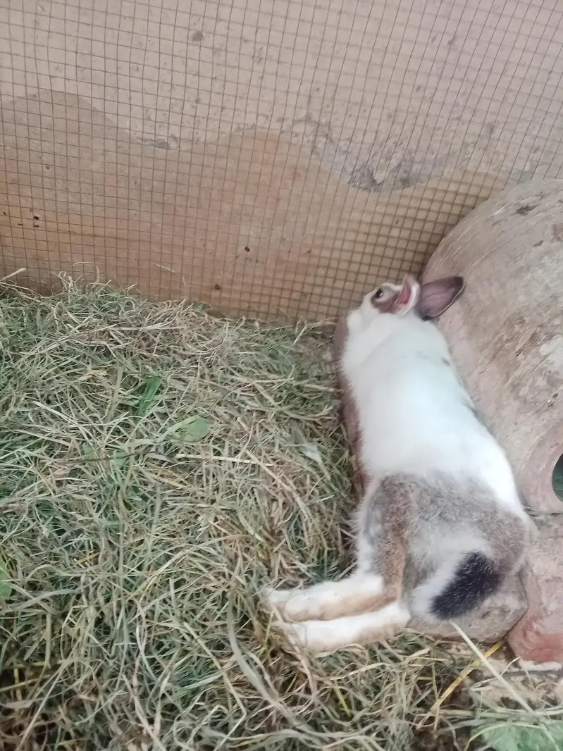 Rabbit red eyes/Black eyes rabbit/خرگوش — photo 4