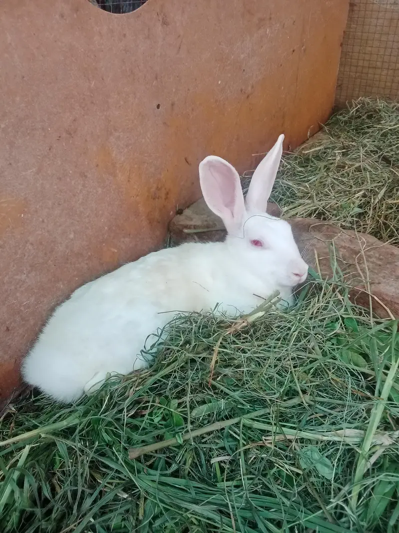 Rabbit red eyes/Black eyes rabbit/خرگوش — photo 5