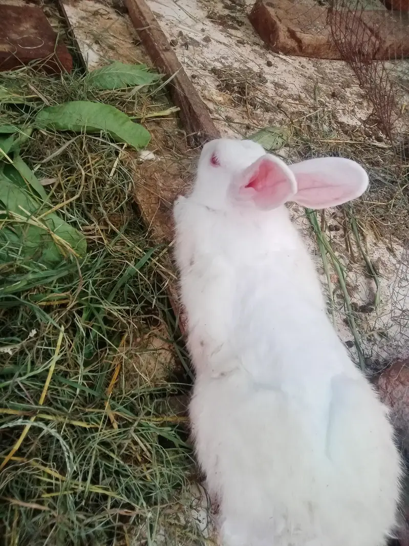 Rabbit red eyes/Black eyes rabbit/خرگوش — photo 6