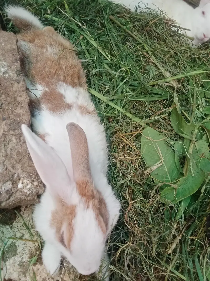 Rabbit red eyes/Black eyes rabbit/خرگوش — photo 7