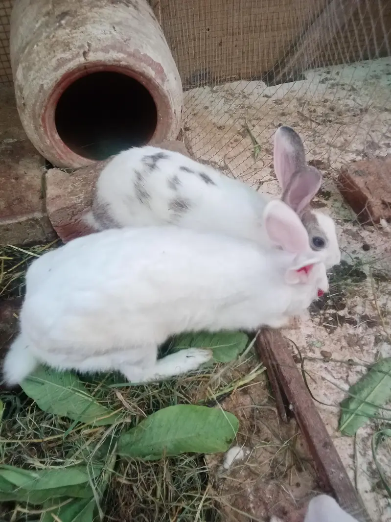 Rabbit red eyes/Black eyes rabbit/خرگوش — photo 8