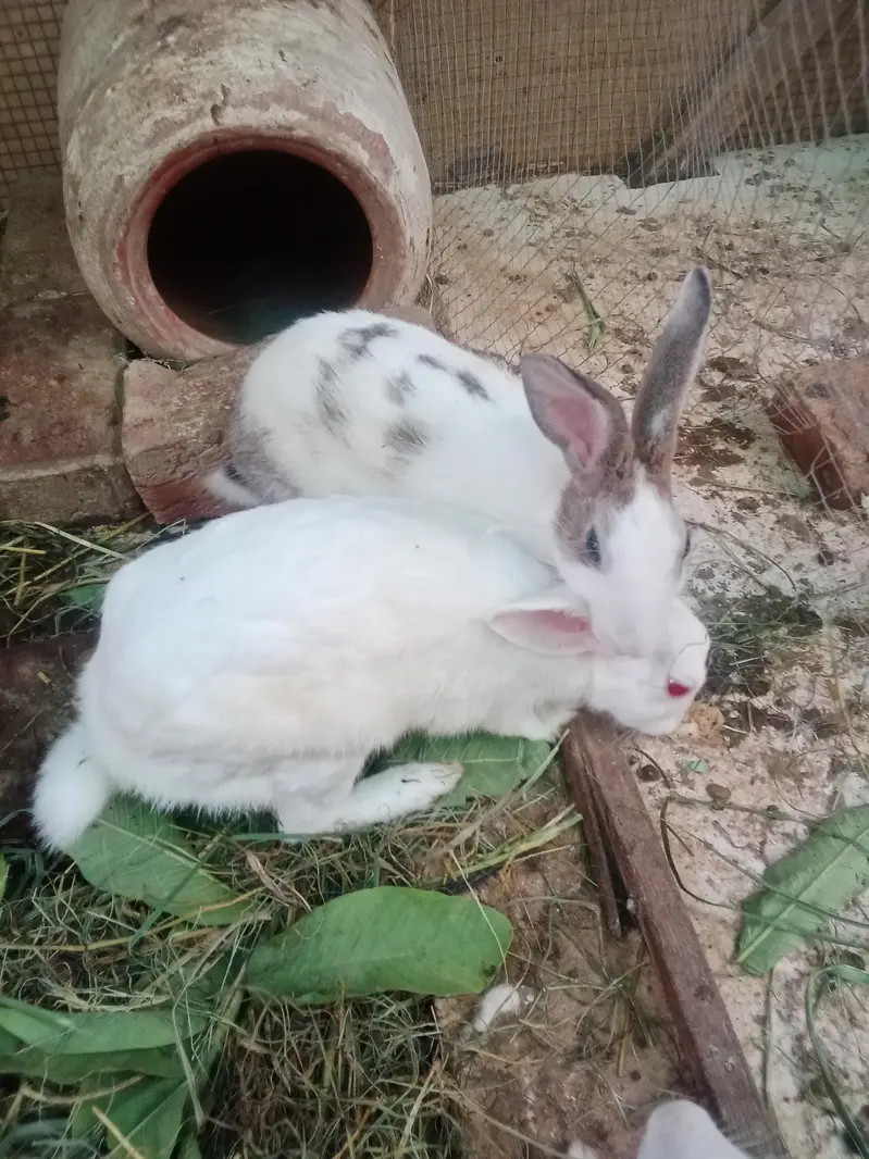 Rabbit red eyes/Black eyes rabbit/خرگوش — photo 9