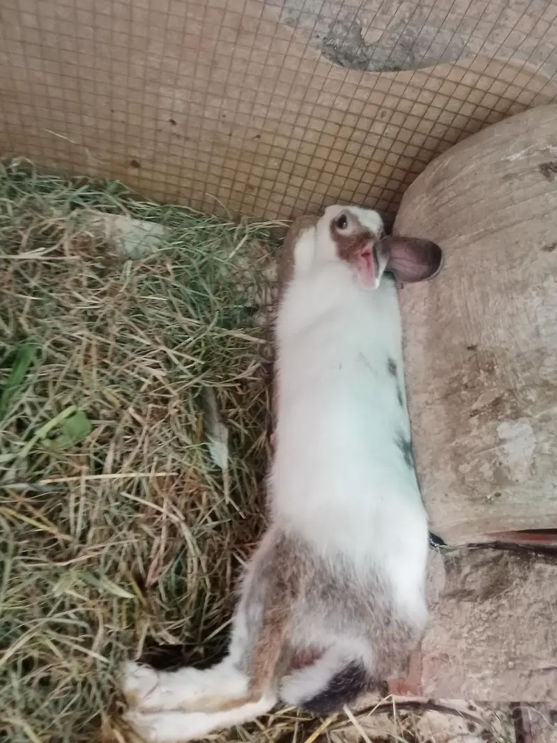 Rabbit red eyes/Black eyes rabbit/خرگوش — photo 10