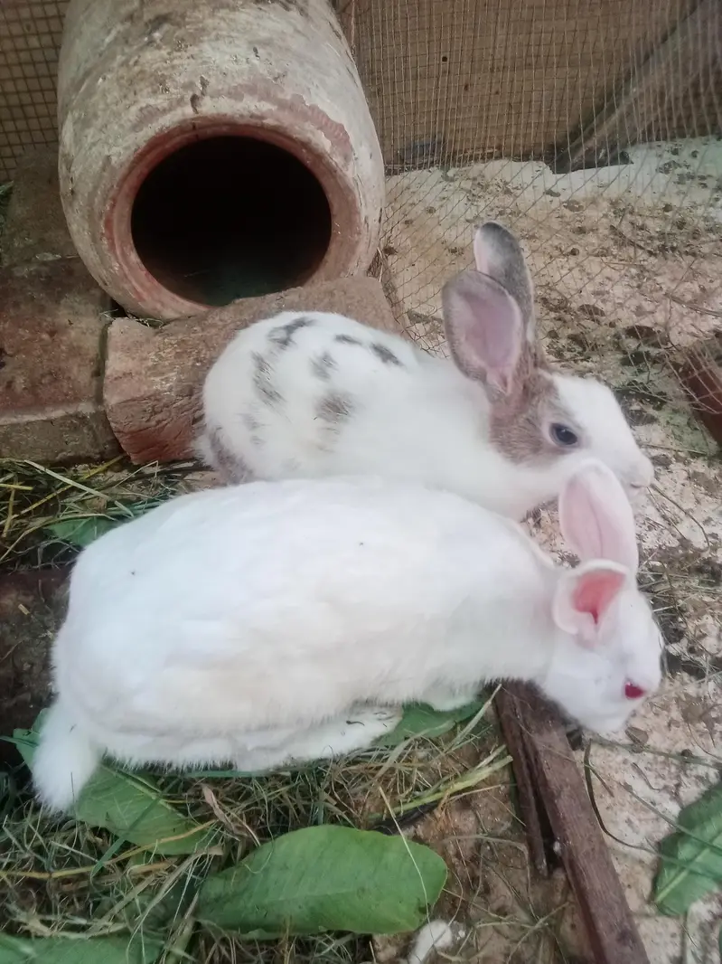 Rabbit red eyes/Black eyes rabbit/خرگوش — photo 11
