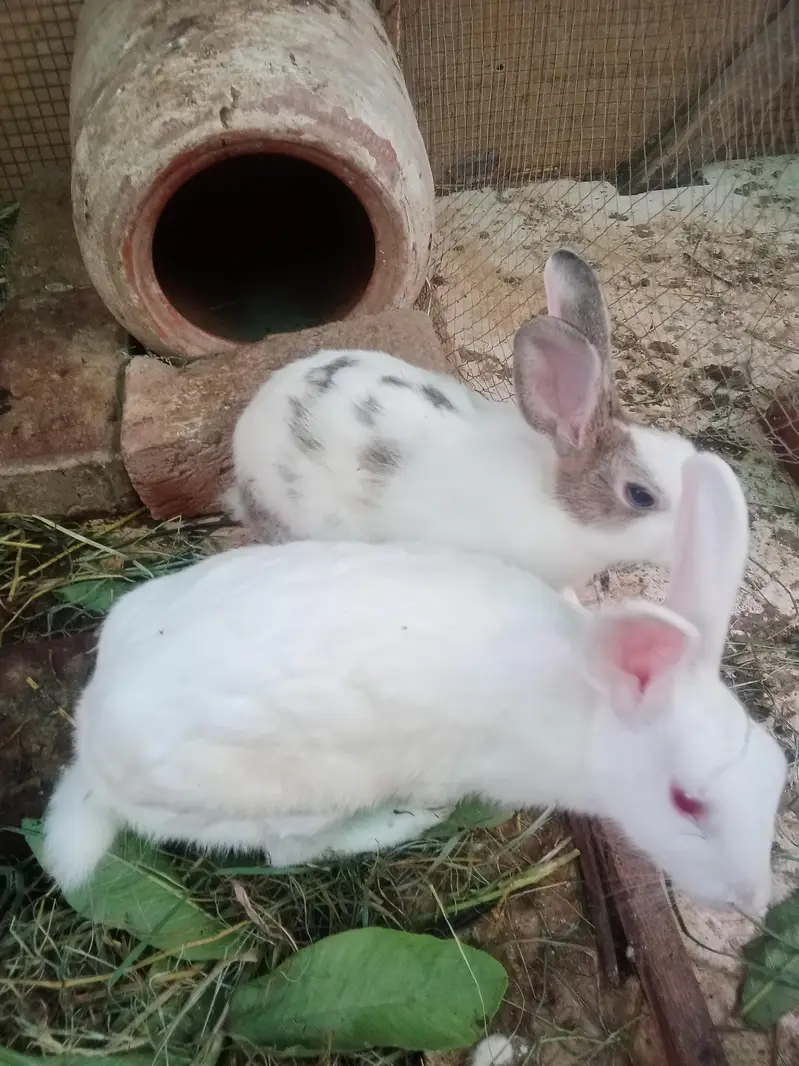 Rabbit red eyes/Black eyes rabbit/خرگوش — photo 12
