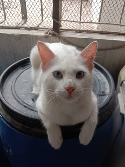 A pet