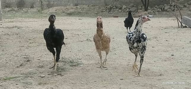 Taller and heavier than other breeds