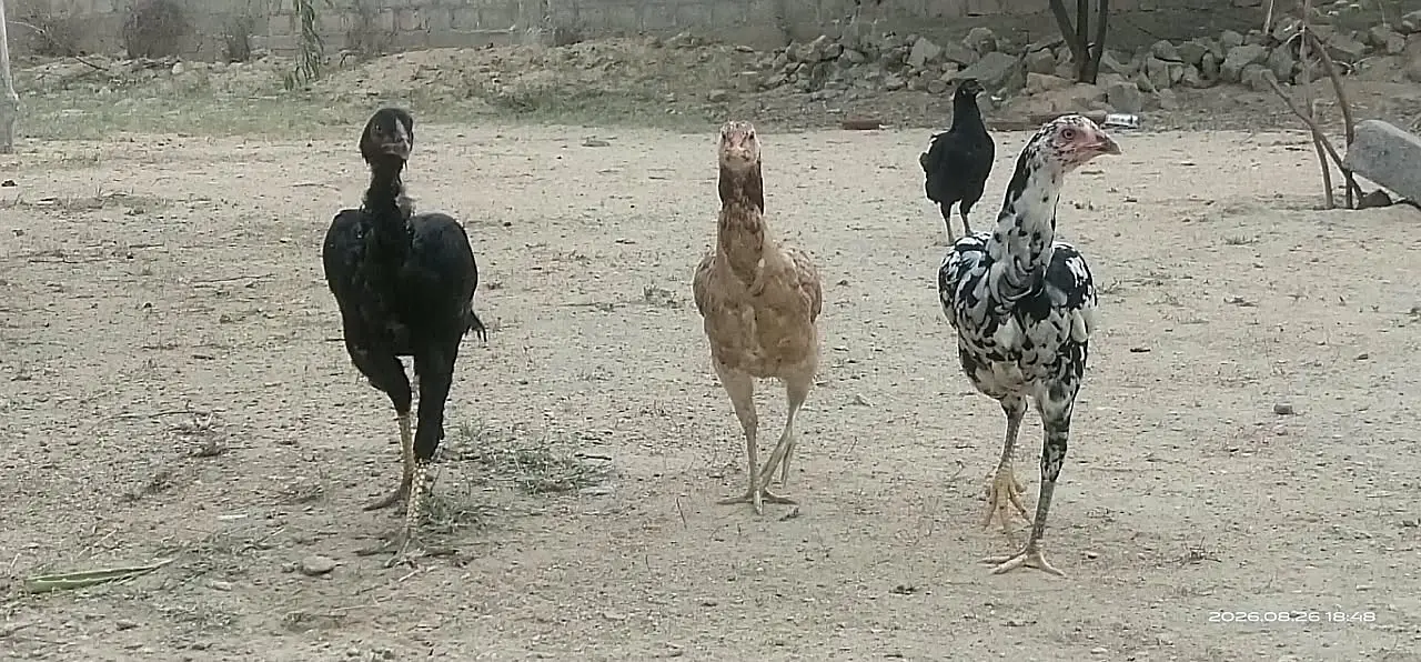 Taller and heavier than other breeds