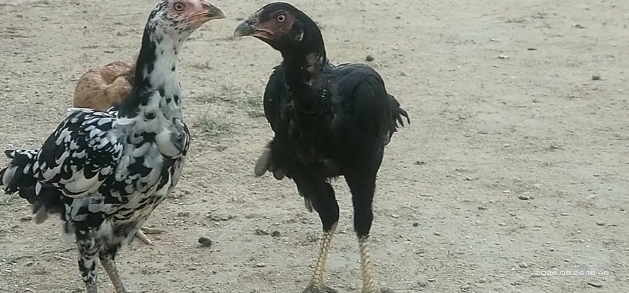 Taller and heavier than other breeds — photo 2