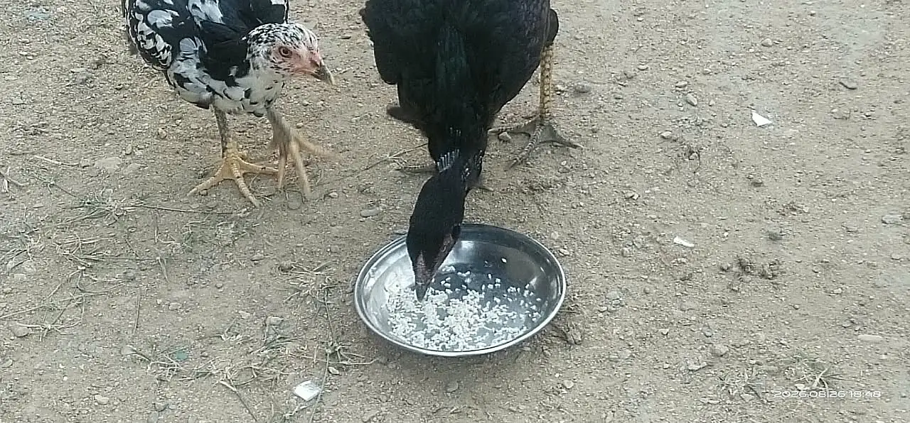 Taller and heavier than other breeds — photo 3