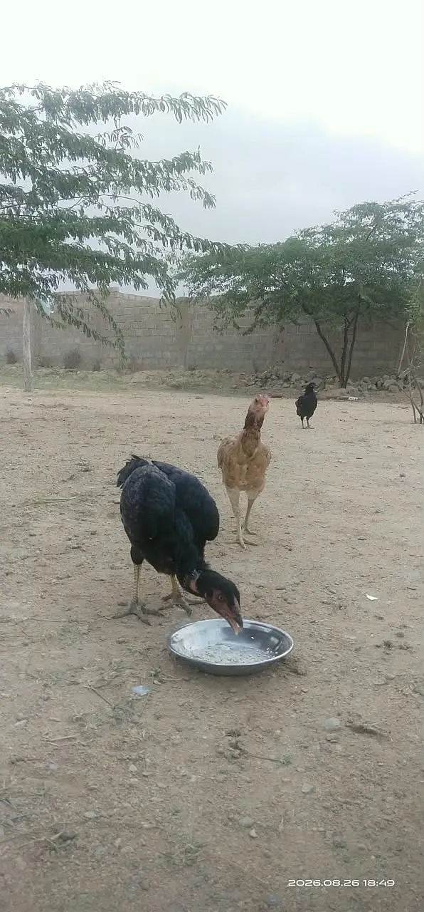 Taller and heavier than other breeds — photo 4