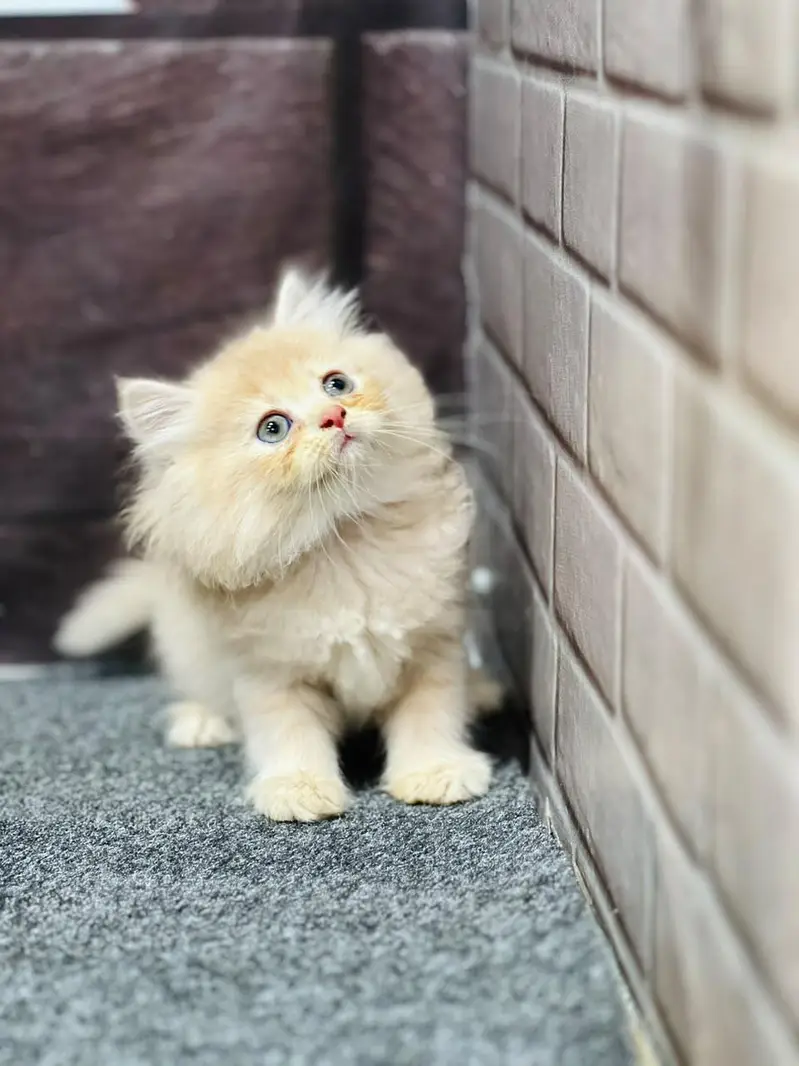 Cash on delivery persian cats & Kittens Available- Healthy & Playfull — photo 2