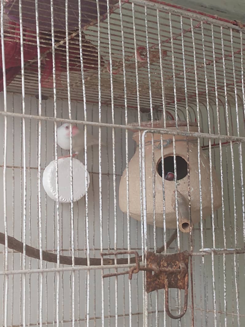 java finch breeder pair 1