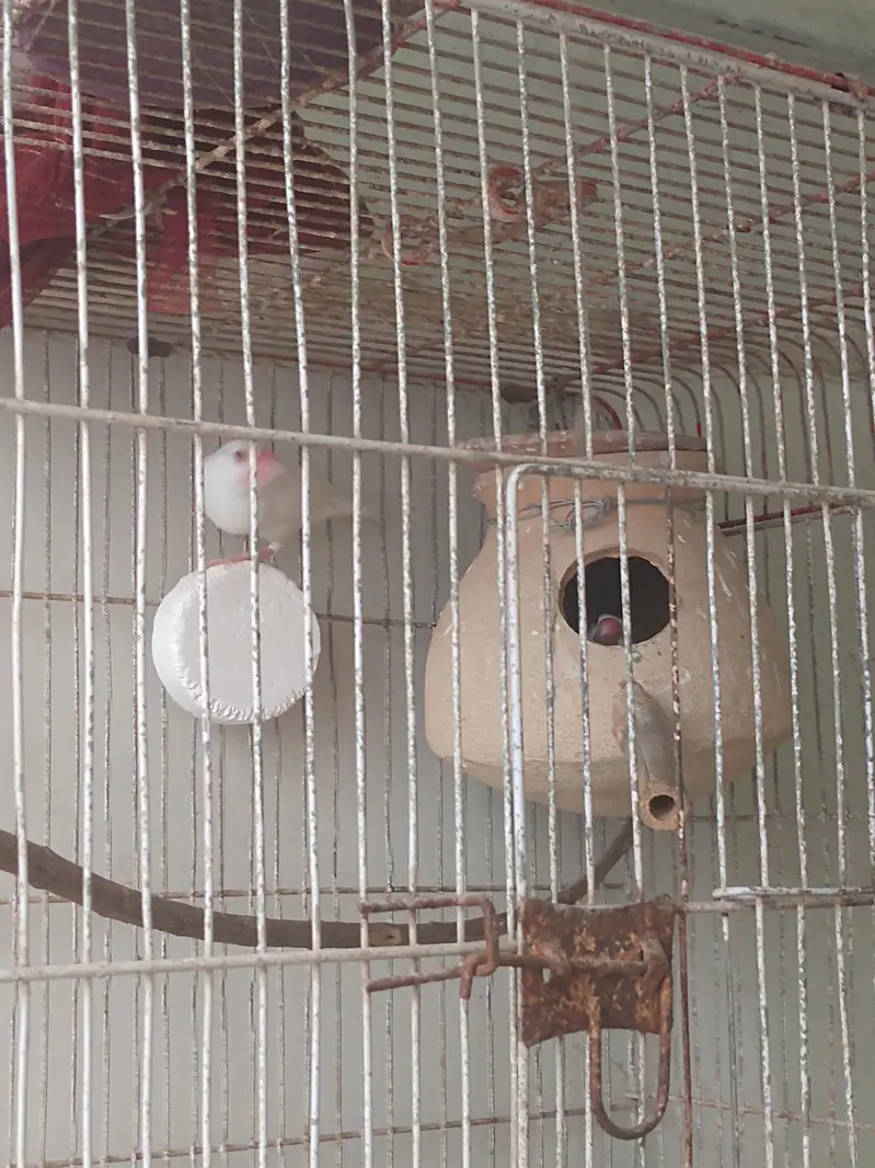 java finch breeder pair — photo 2