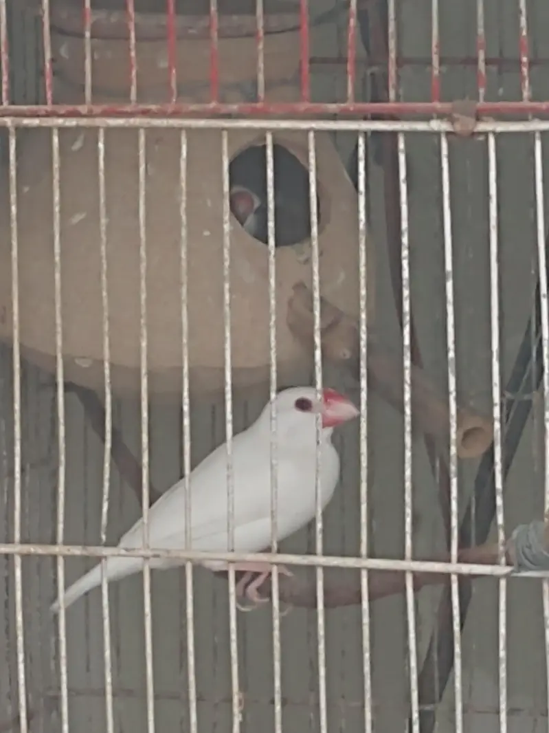 java finch breeder pair — photo 3