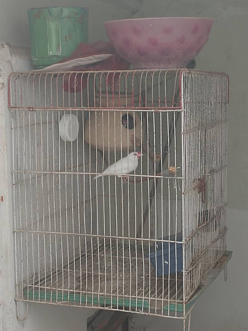 java finch breeder pair 3