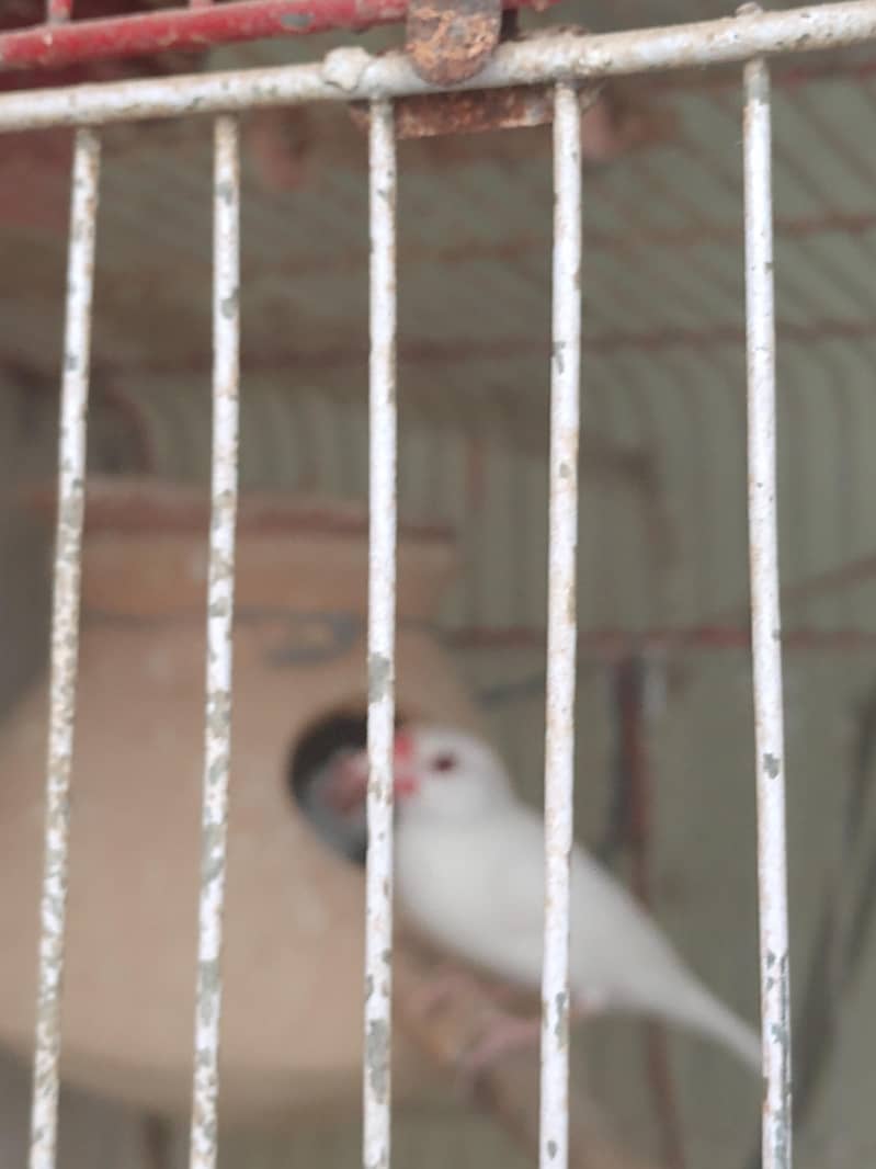 java finch breeder pair 4