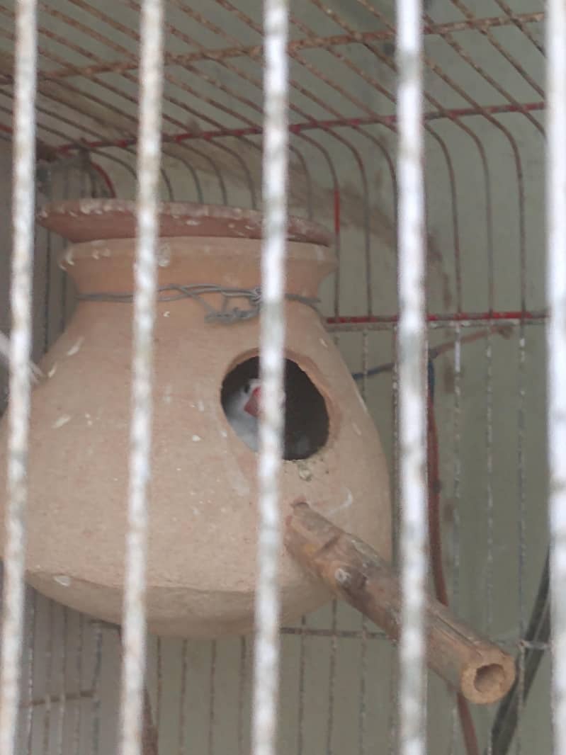 java finch breeder pair 5