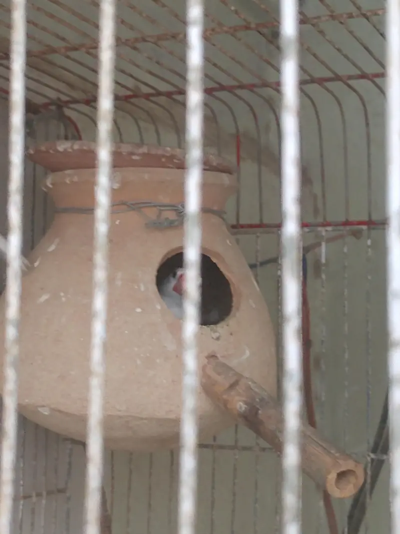 java finch breeder pair — photo 6