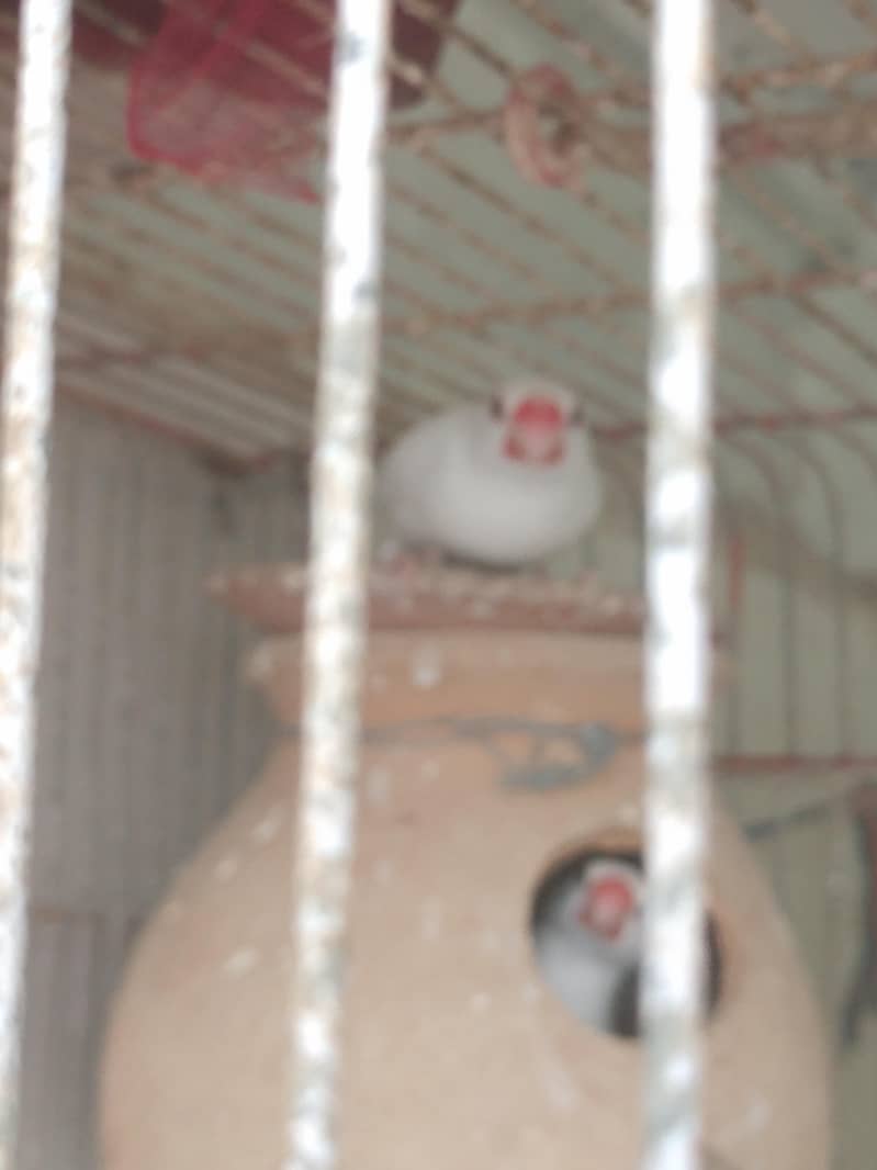 java finch breeder pair 6