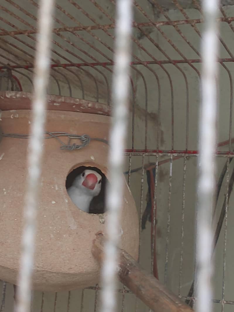 java finch breeder pair 7