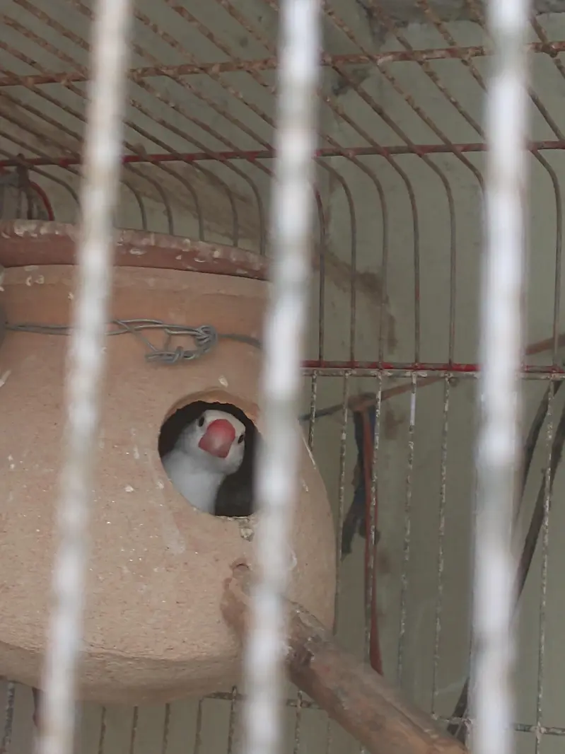 java finch breeder pair — photo 8