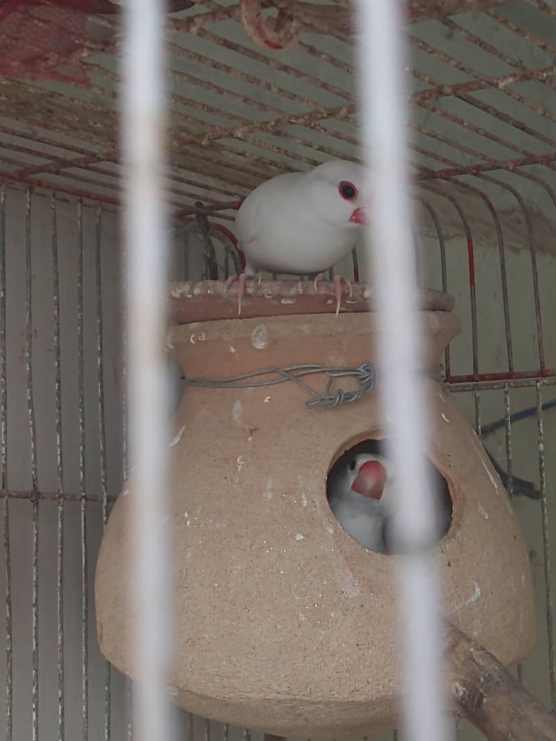 java finch breeder pair 8