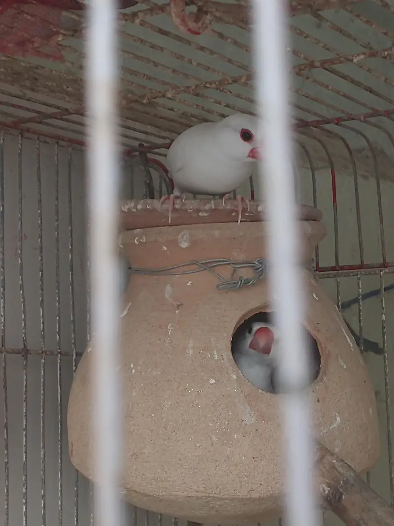 java finch breeder pair — photo 9