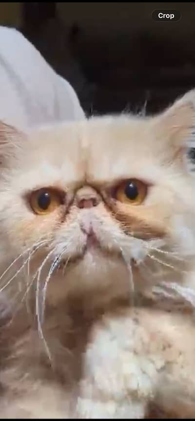 Piki face mail