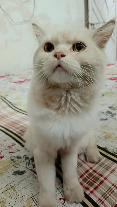 male trained cat