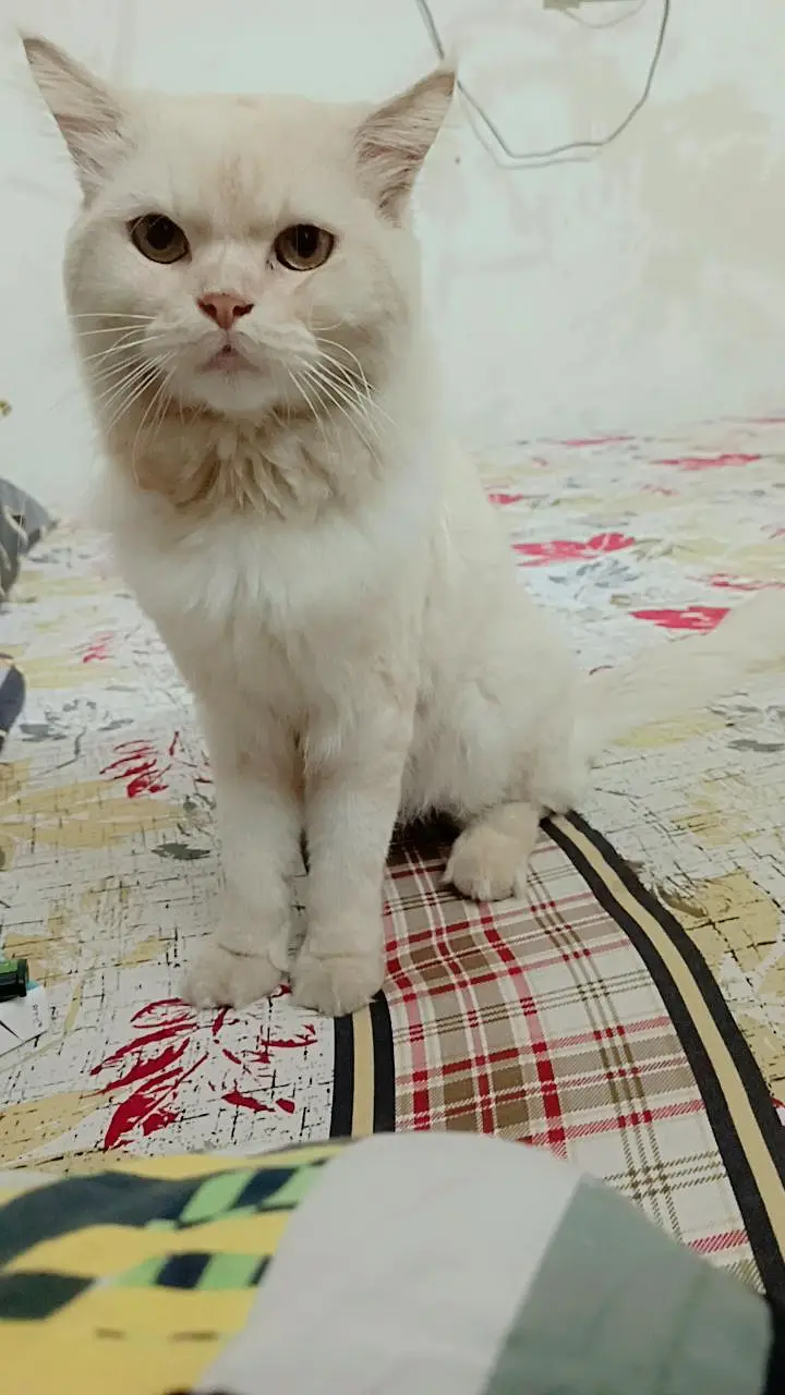 male trained cat — photo 2