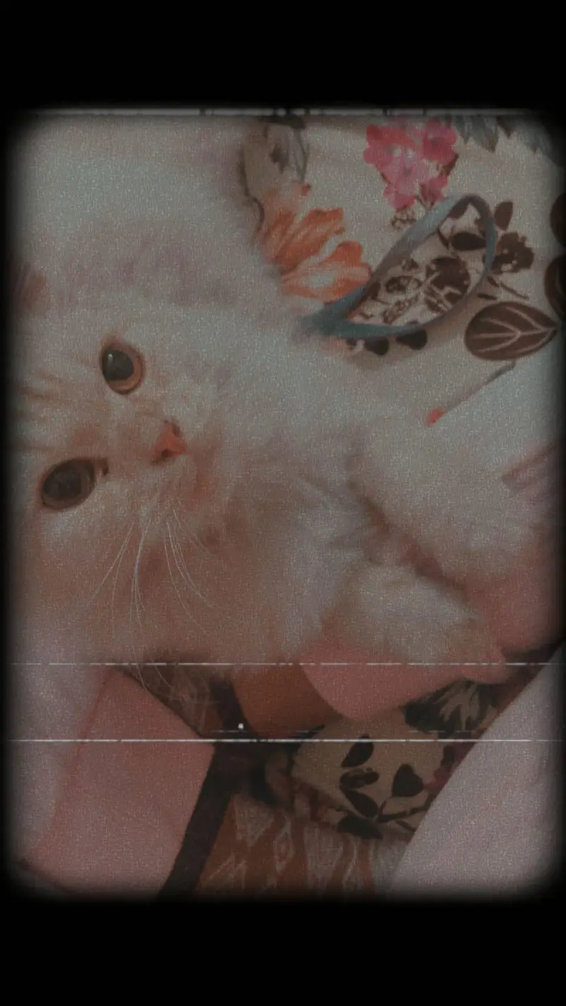 male trained cat — photo 3