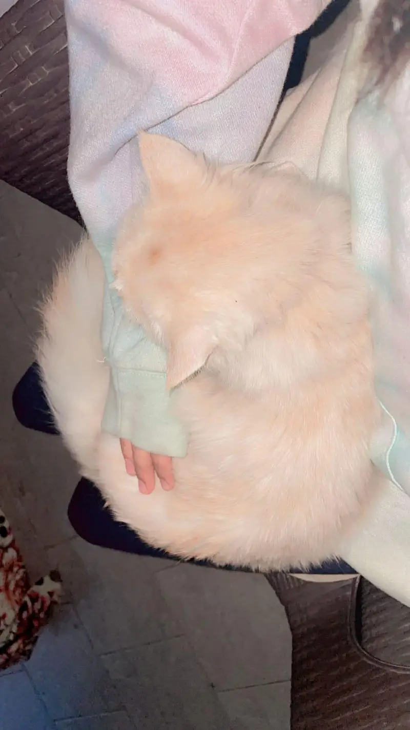 male trained cat — photo 4