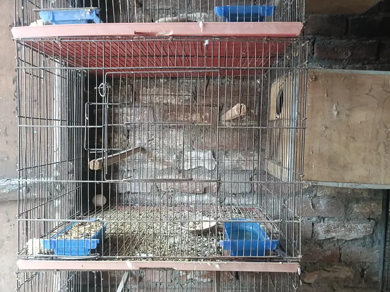 Foldable Used Cage's