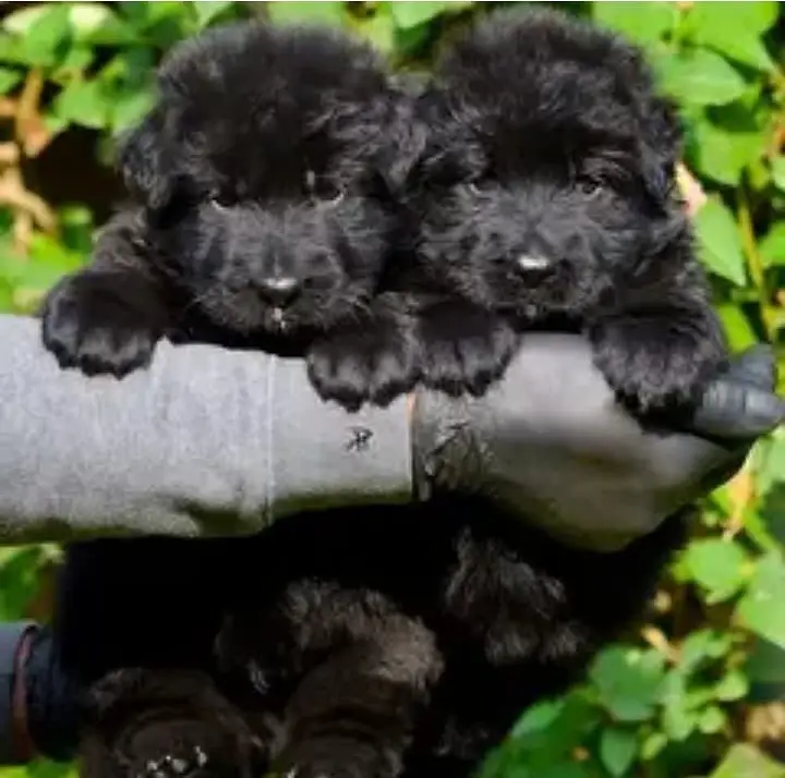 Black Shepherd Puppy Pair | German Shepherd Black Pair | GSD Black — photo 2