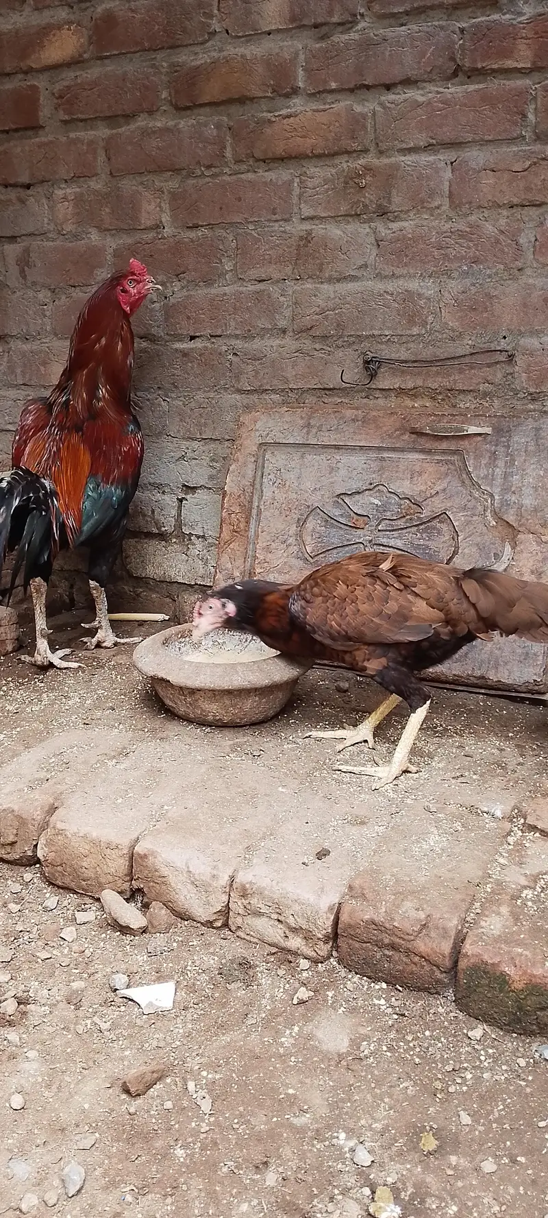 Aseel Thai barmi
