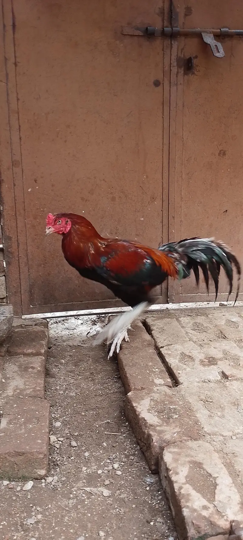 Aseel Thai barmi — photo 2