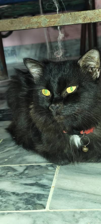 Cat for sell