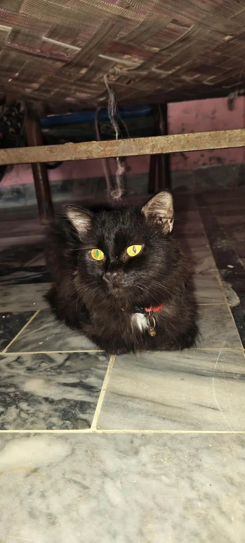 Cat for sell — photo 2