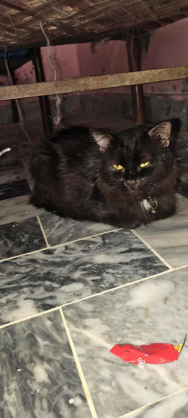 Cat for sell — photo 3