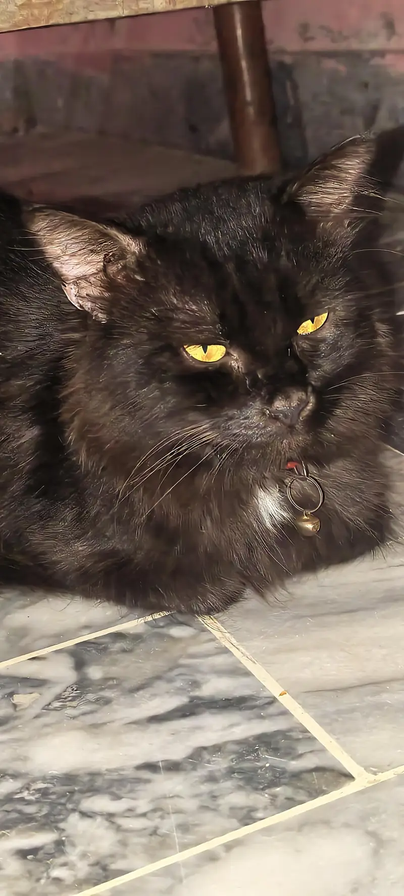 Cat for sell — photo 4