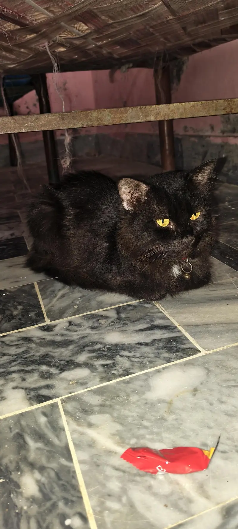 Cat for sell — photo 5