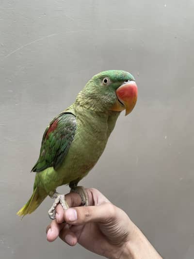 Kashmiri Raw pahari parrot baby